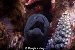 My what nice teeth... A pacific Moray on the reef at Anac... by Douglas Klug 